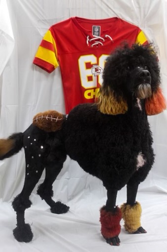 Bo standing in a playful football-themed groom