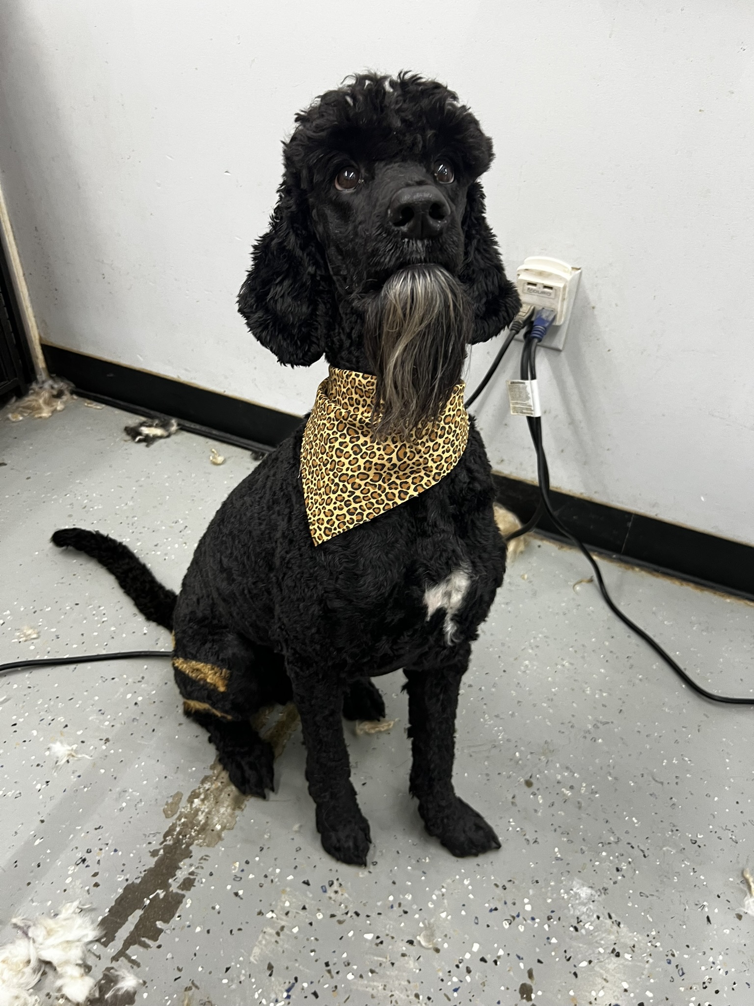 Bo sitting after a fresh groom with a leopard bandana