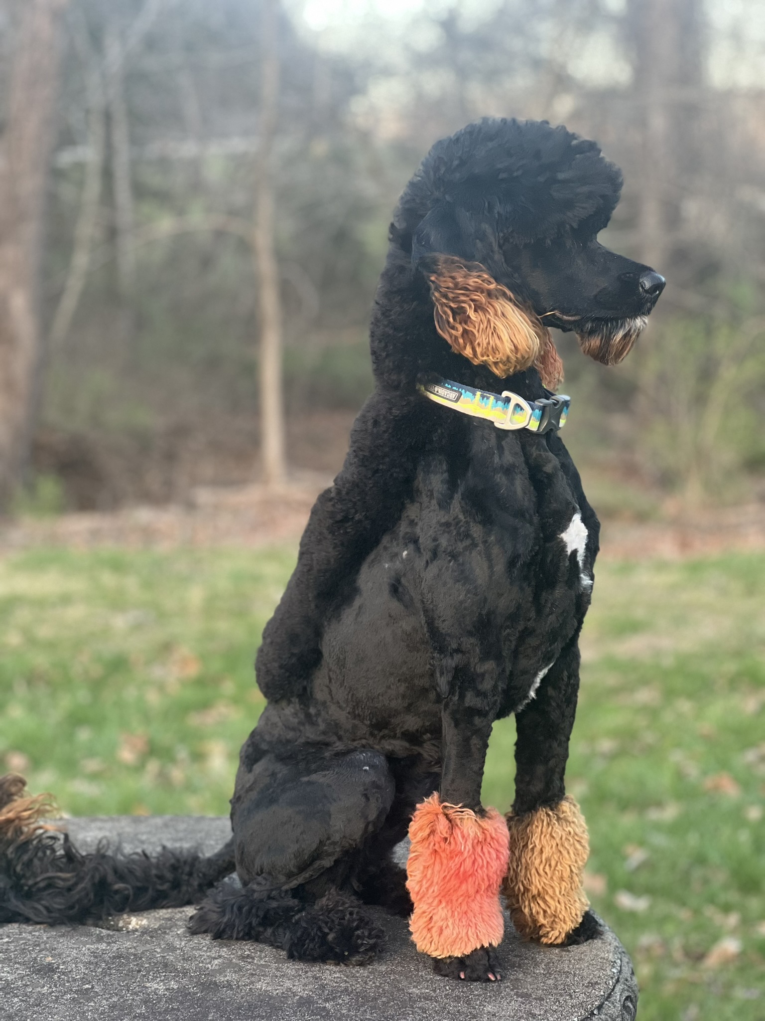Bo, a black doodle with tan ears, sitting outdoors