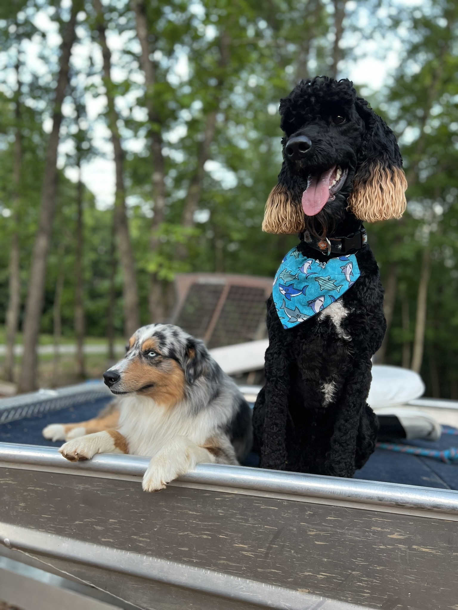 Bo standing beside another dog outdoors